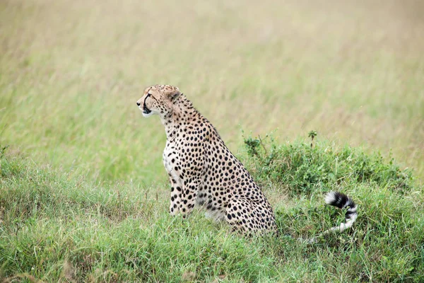 Ghepardo Acceleratore Nella Savana — Foto Stock