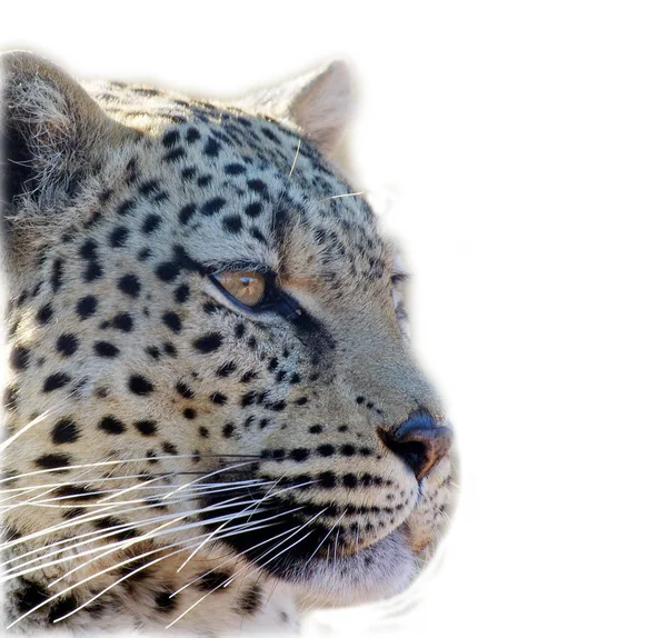 Leopardo Panthera Pardus Parque Nacional Etosha Namíbia — Fotografia de Stock