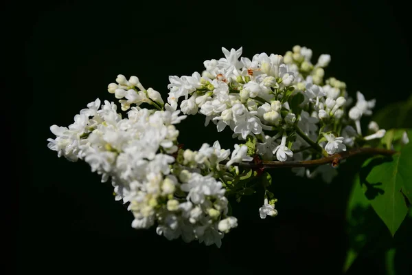 美丽的花朵 花卉概念 自然背景 — 图库照片