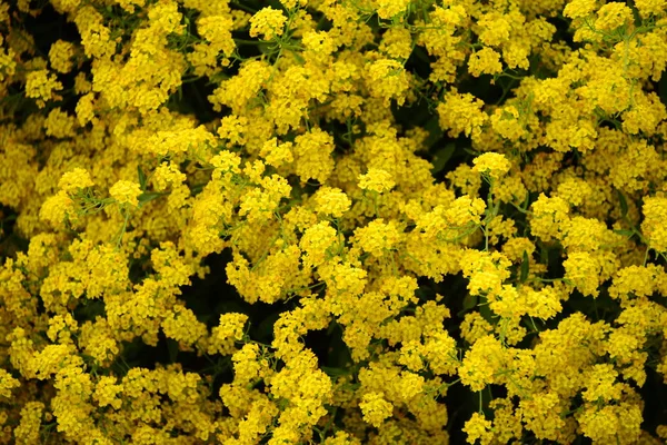 Bela Vista Flores Primavera — Fotografia de Stock
