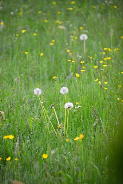 Verschillende Bloemen Selectieve Focus — Stockfoto