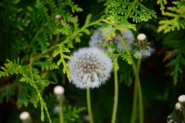 Fiori Diversi Attenzione Selettiva — Foto Stock