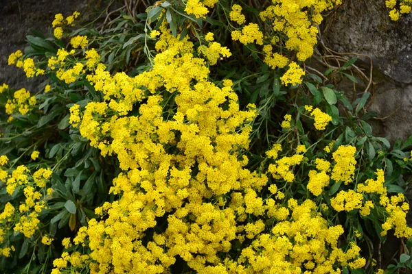 Bela Vista Flores Primavera — Fotografia de Stock