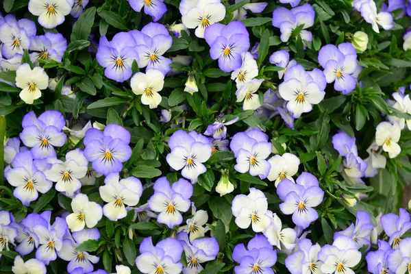 春の花の美しい景色 — ストック写真