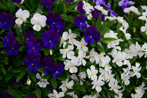 Vacker Utsikt Över Våren Blommor — Stockfoto
