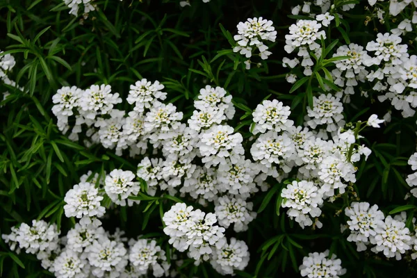 郁金香花瓣 春天植物 — 图库照片