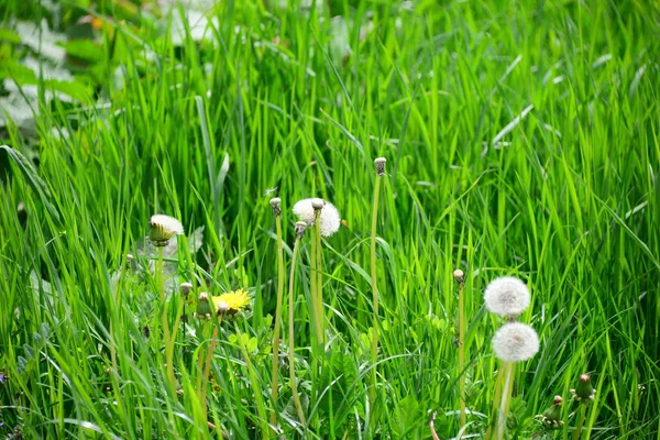 Närbild Maskrosor Ängen Dagtid — Stockfoto