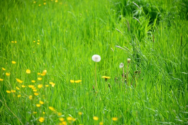 Nahaufnahme Von Löwenzahn Auf Der Wiese Tag — Stockfoto