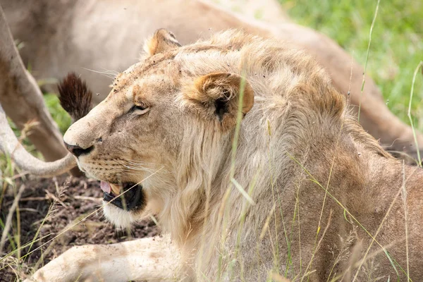 Löwe Der König Der Savanne Von Afrika — Stockfoto