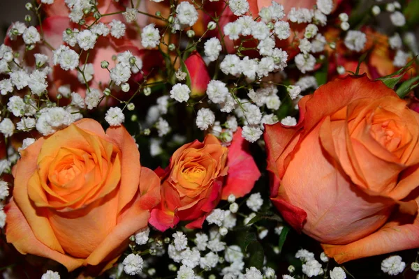 Flores Diferentes Enfoque Selectivo —  Fotos de Stock