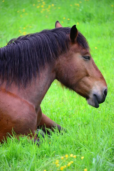 Cavalos Pasto — Fotografia de Stock
