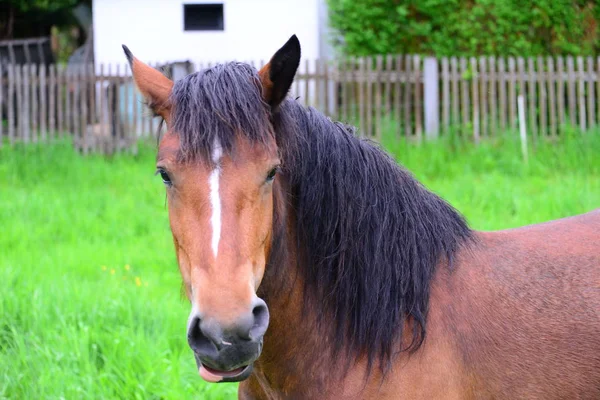 Chevaux Sur Volonté — Photo