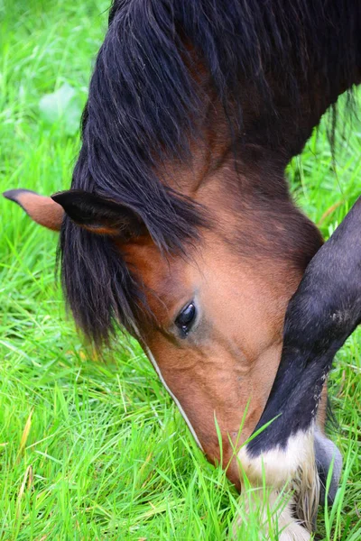 Cavallo Carino Colpo All Aperto Durante Giorno — Foto Stock