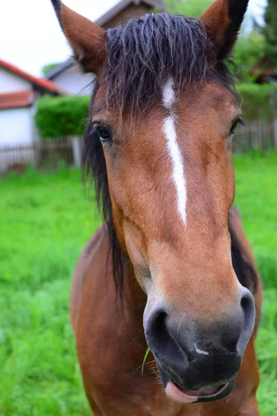 Hästar Utomhus Dagen — Stockfoto