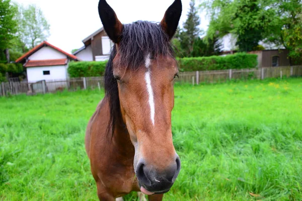 Lovak Nappal Szabadban — Stock Fotó