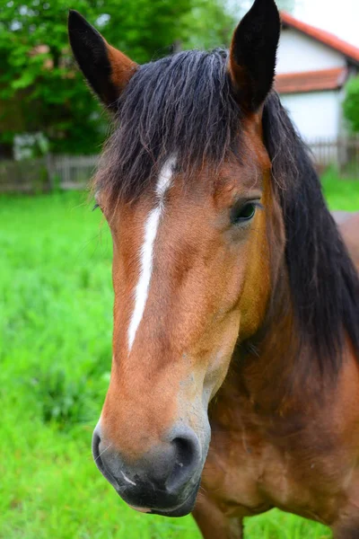 Konie Pastwisku — Zdjęcie stockowe