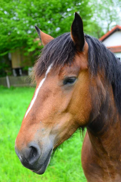 Pferde Tagsüber Freien — Stockfoto