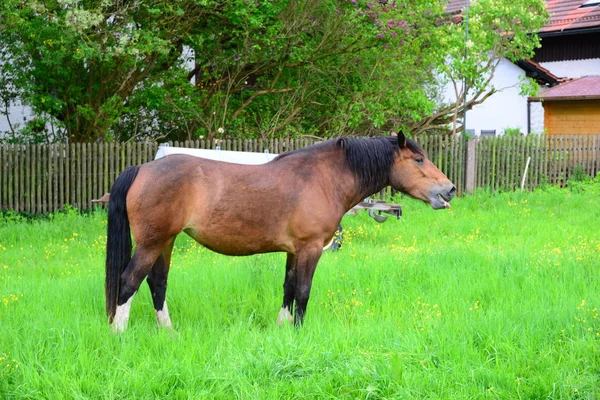 昼間は屋外の馬 — ストック写真