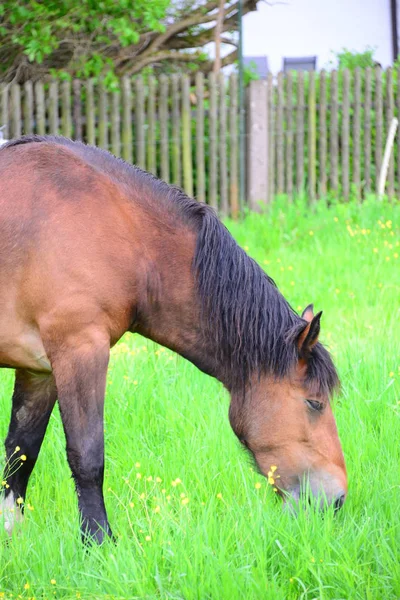 Caballo Pasto —  Fotos de Stock