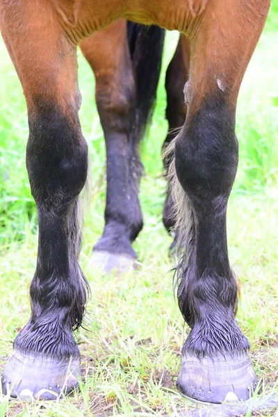 Koně Pastvině — Stock fotografie