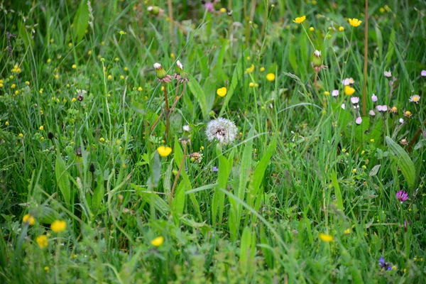 Pusteblume Ängen — Stockfoto