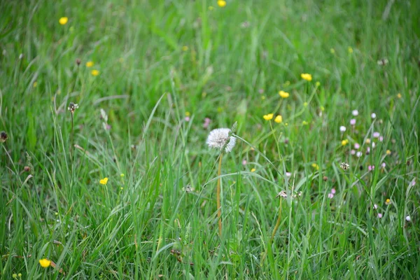 Eine Wiese Ist Ein Offenes Habitat Oder Feld Bewachsen Mit — Stockfoto