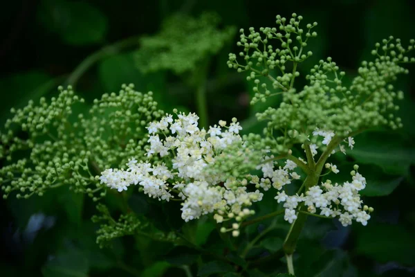 白色接骨木花 植物植物 — 图库照片