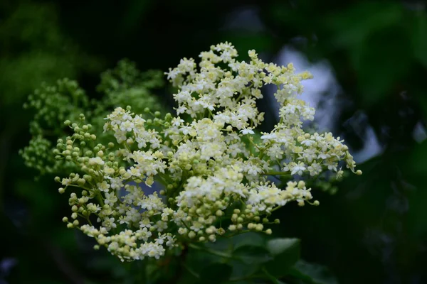 白色接骨木花 植物植物 — 图库照片