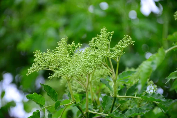 不同的食物 不同的重点 — 图库照片