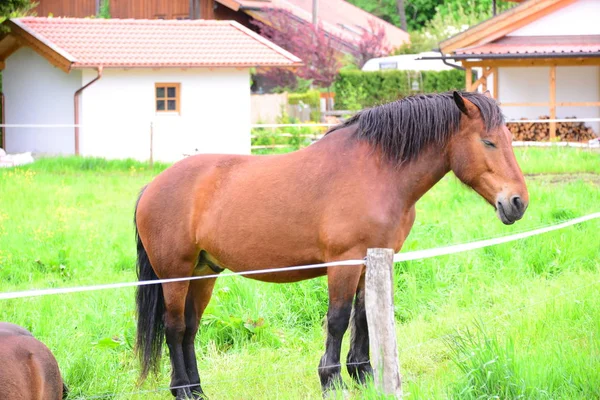 Lovak Nappal Szabadban — Stock Fotó