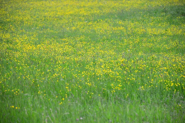 Campo Agricultura Campo Terra — Fotografia de Stock