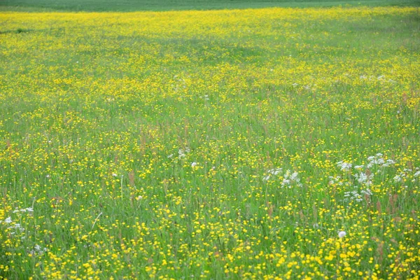 Puste Blumen Auf Der Wiese — Stockfoto