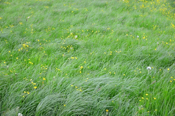 Puste Blommor Ängen — Stockfoto