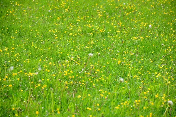 Puste Blommor Ängen — Stockfoto