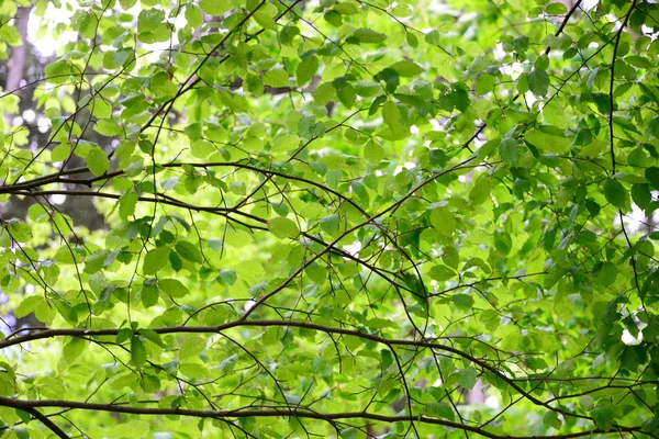 Wiosna Lesie Świeże Zielone Liście — Zdjęcie stockowe