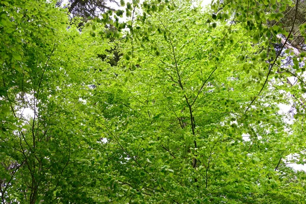 Tavasz Erdőben Friss Zöld Levelek — Stock Fotó