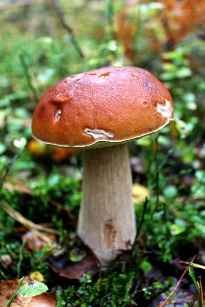 Hermoso Pequeño Cep Creciendo Musgo Del Bosque —  Fotos de Stock