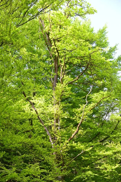 Άνοιξη Στο Δάσος Φρέσκα Πράσινα Φύλλα — Φωτογραφία Αρχείου