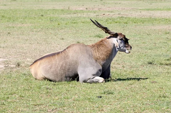 Orice Antelope Animali Selvatici Fauna Naturale — Foto Stock