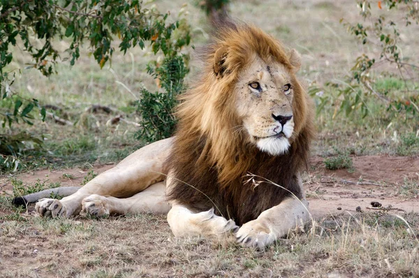 Löwe Panthera Leo Auf Einem Pfad Sitzend Okavango Delta Botswana — Stockfoto