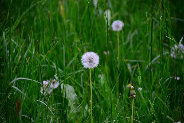 Fleurs Puste Sur Prairie — Photo