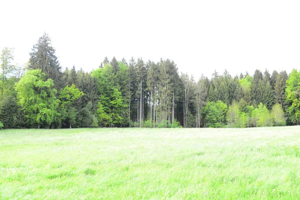 Vår Skogen Färska Gröna Blad — Stockfoto