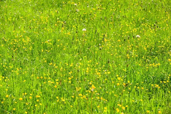 Souffler Des Fleurs Sur Prairie — Photo