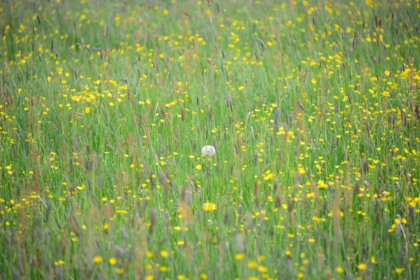 草原に咲く花 — ストック写真