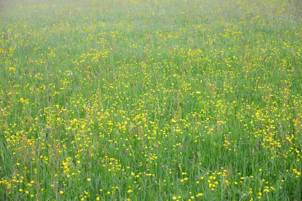 Pusteblume Het Weitje — Stockfoto