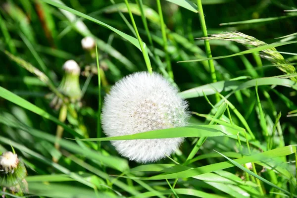 Dandelion Campo Flor Bochecha Selvagem — Fotografia de Stock