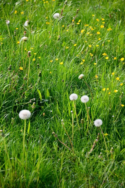 Vacker Botanisk Skott Naturliga Tapeter — Stockfoto