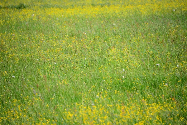 Schöne Blumen Blumiges Konzept Hintergrund — Stockfoto