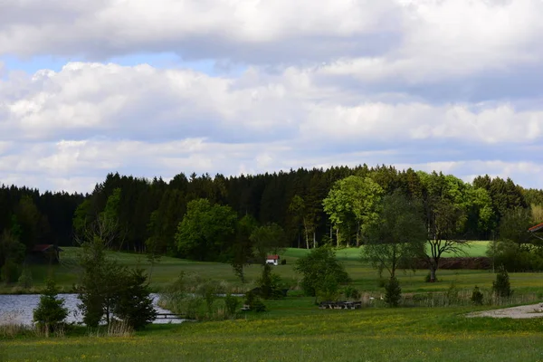 Tavasz Erdőben — Stock Fotó