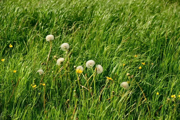 Puste Blomma Lejon Staket — Stockfoto